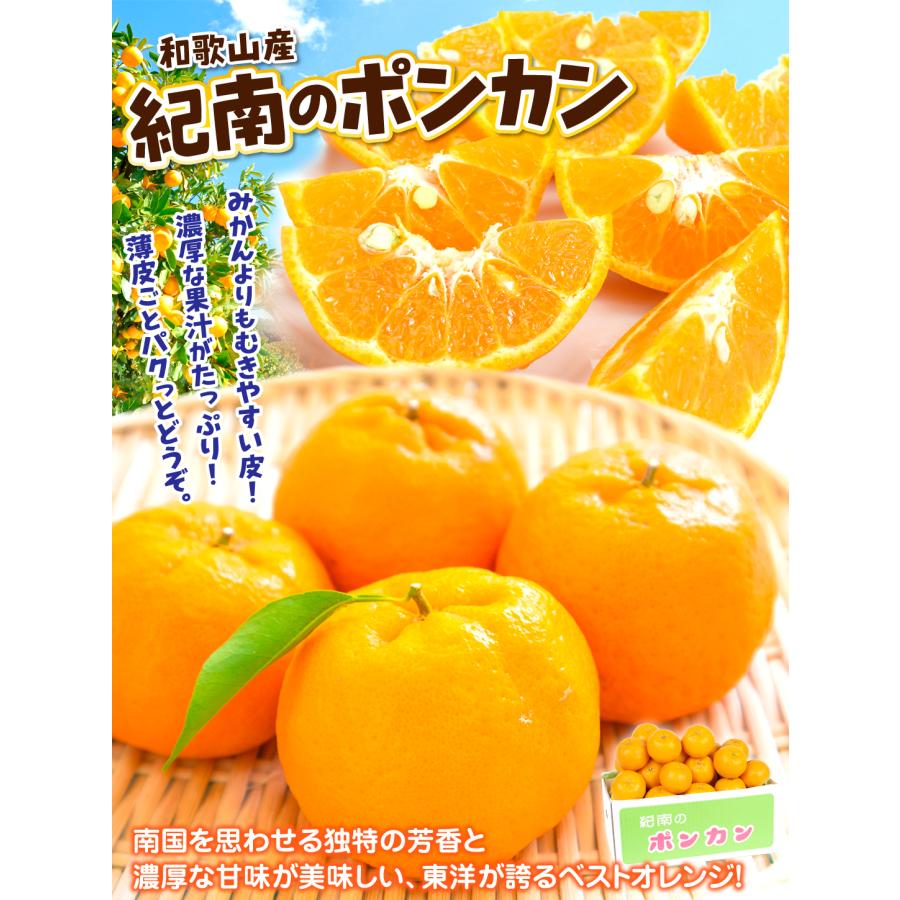 みかん 10kg 紀南のポンカン 和歌山産 ご家庭用 送料無料 食品