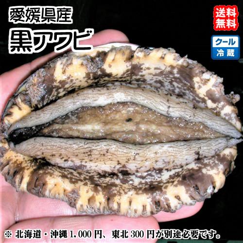 黒アワビ （2~5個で400~500g） 愛媛 浜から直送 送料無料 北海道/沖縄/東北は別途送料 宇和海の幸問屋 LINEショッピング