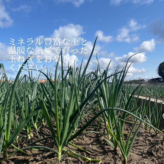 野菜 玉ねぎ 南あわじ市産 極甘玉ねぎ5kg 産地直送