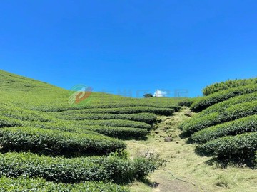 八卦茶園自然工法有機老欉茶園忍痛割愛｜南投縣竹山鎮圓山段