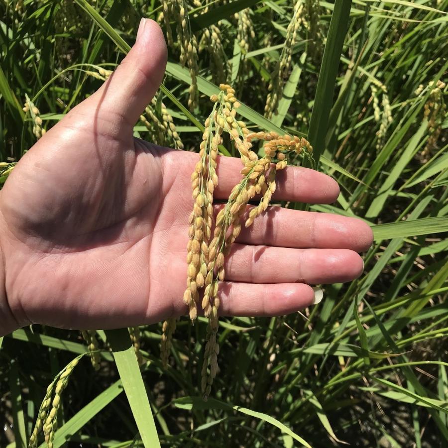 令和5年産　コシヒカリ　5kg　愛知県産　選べる　白米　無洗米　生産農家直送