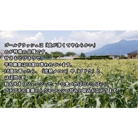 ふるさと納税  朝採り とうもろこし （ ゴールドラッシュ ） 約 6kg トウモロコシ.. 茨城県八千代町