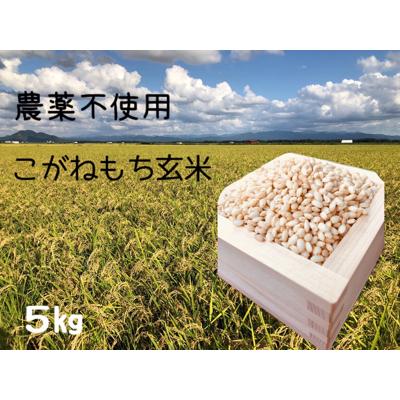 ふるさと納税 大潟村 11月中旬より発送もち米　玄米5kg (栽培期間中　農薬不使用・化学肥料不使用)