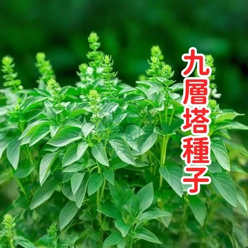 現貨現發 快速出貨【九層塔種子】香料種子高發芽率保證 新鮮採收 居家盆栽 香草園藝 烹飪調味必備 易種植好照顧