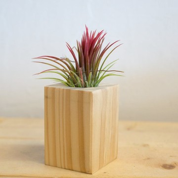 積木空氣鳳梨 - 烈火小精靈【植物保固】 禮物