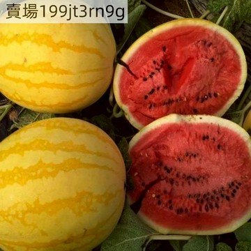 現貨🍉黃皮紅心西瓜種子🍉 （100粒）黃皮紅心麒麟瓜 早熟高產黃皮紅瓤 超甜薄皮水果種子 超甜早熟庭院陽臺盆栽西瓜種籽
