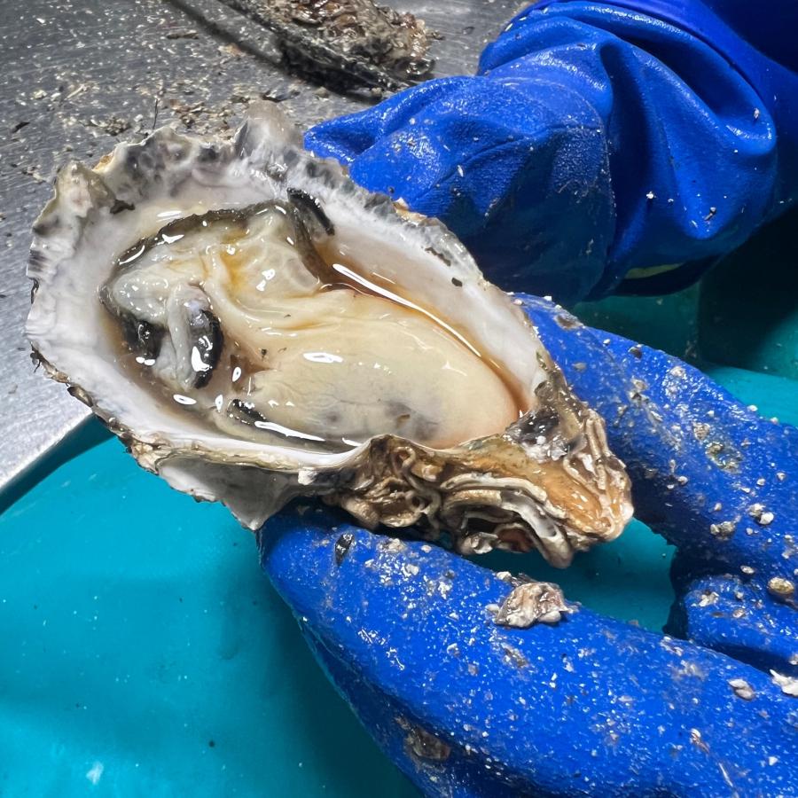 カキ 牡蠣 かき 生食用 殻付き 北海道 サロマ湖 3kg（21個〜23個前後） ヘラ 軍手付 冷凍 冬グルメ 冬ギフト