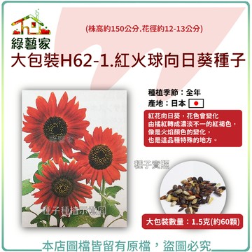 【綠藝家】大包裝H62-1.紅火球向日葵種子1.5克(約60顆)(株高約150公分.花徑約12-13公分)