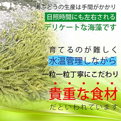 うちな〜竜宮市場 生海ぶどう 100ｇ×3パック (300g) 沖縄 県産 専用 シークワーサー タレ 付き 100g 小分け パック 沖縄料理 沖縄