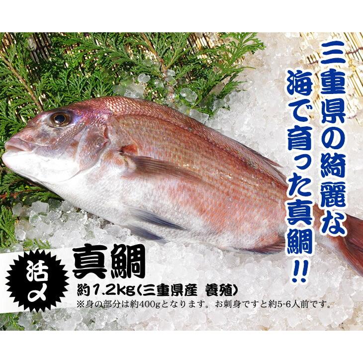 活〆 真鯛 標準サイズ 1尾  1.2kg　[魚介類]