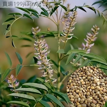 現貨🐸【甘草種子】（250粒）🐸四季種植 紅皮甘草 相思子種子甜根子名貴中藥材種籽 四季種植易種好養活庭院盆栽地栽