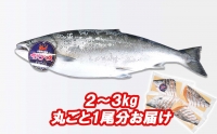 北海道産 サクラマス ひと塩 姿切り身 2kg ～ 3kg まるごと 1尾