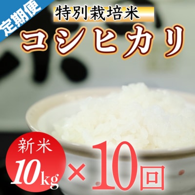 令和5年産 (精白米)　特別栽培米　こしひかり10kg×10袋