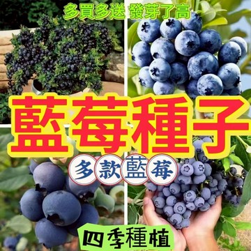 現貨🌱藍莓種子 （1000粒）熱銷 十二款藍莓種子 樹莓種子 個大超甜藍莓  小院陽台種植 seed 盆栽藍莓薄霧藍莓