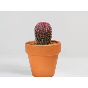 【拈花微笑】金太陽｜3.5吋｜含盆寄送｜仙人掌｜多肉植物｜吸收螢幕輻射｜入厝好禮｜辦公綠植｜風格植栽｜ 居家佈置