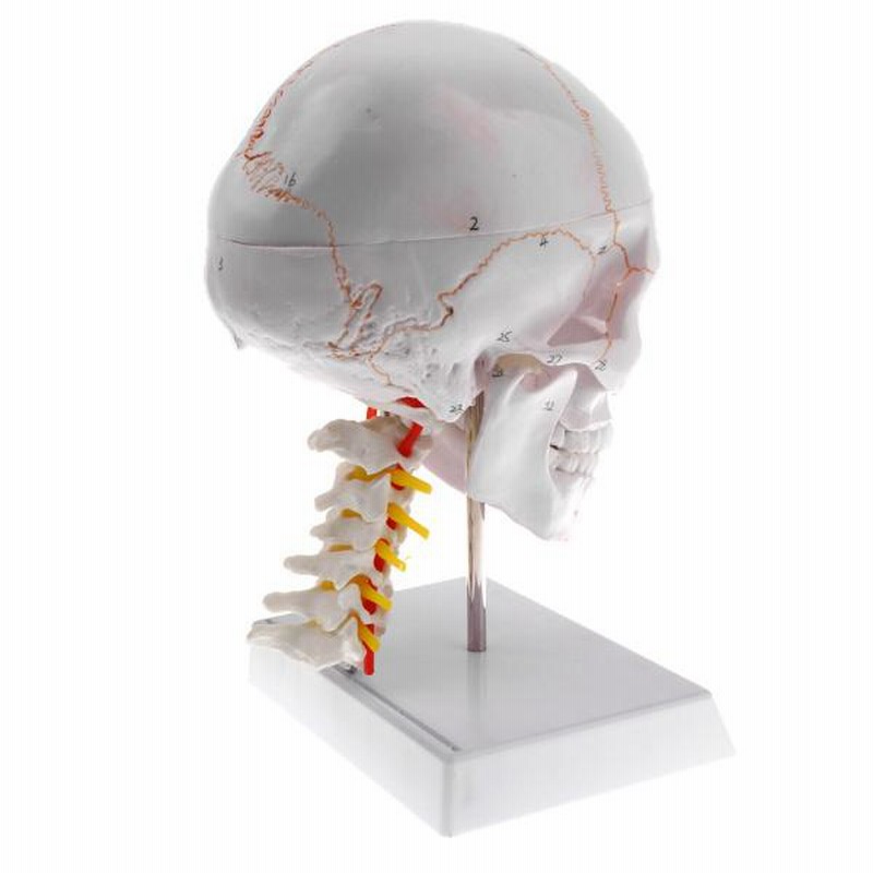医療用　頭部人骨 人体模型 頭蓋骨/標準型
