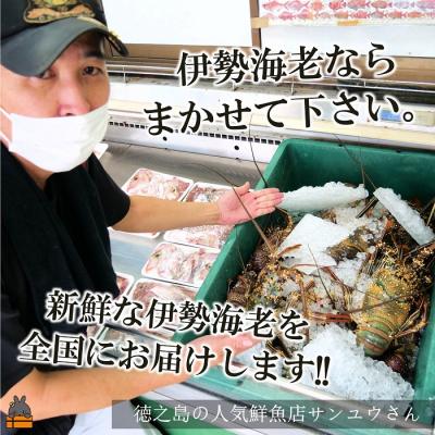 ふるさと納税 徳之島町 新鮮なまますぐ冷凍!!徳之島産冷凍“特大”伊勢海老1尾(1.5kg以上)