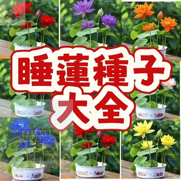 當季新籽 （睡蓮種子大全） 三天發芽 已開口碗蓮種子 大型荷花水培蓮花   新收種子發芽率80% 花開爆盆 懶人易種植