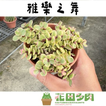 《花田多肉》🌵【雅樂之舞】3吋盆 多肉植物/仙人掌/盆栽/戶外植物/景天科/多肉
