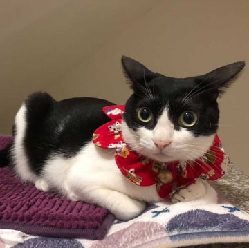 阿幻家 大腸花圈 日本緣起物招財進寶 手工特製寵物項圈-現貨