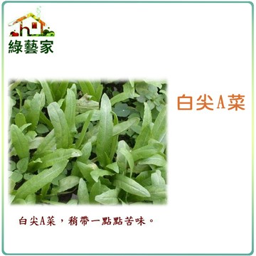 【綠藝家】大包裝A18.白尖A菜種子220克 (約8萬8千顆) (尖葉種)