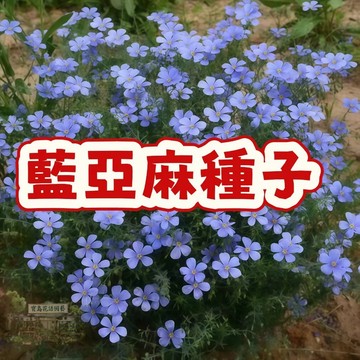 台灣現貨 藍亞麻種子 四季開花 易種植 花卉種子 陽台盆栽 園藝植物 香草植物 開花小麥 藍色花海 景觀佈置 耐旱好養
