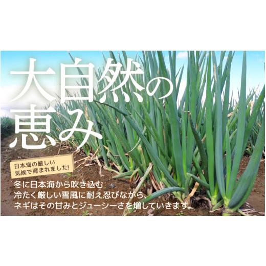 ふるさと納税 福井県 坂井市 福井県知事賞受賞！日本海の白ネギ（ギフト箱） 3本〜5本  [A-…