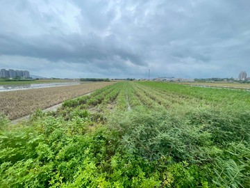 近高大特區臨路方正農地｜高雄市橋頭區頂塩田段