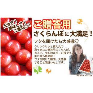 さくらんぼ 佐藤錦 山形 ギフト 贈答用 佐藤錦 又は 紅秀峰 秀Ｌ １ｋｇ (５００ｇ×２パック） 手詰め 並べ詰め プレゼント チェリー お中元 サクランボ 農産物