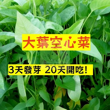 🌱快速收成（大葉空心菜種子） 蕹菜種子 四季高產盆栽大葉青菜種子 硬菜種子 蔬菜種子 多次採收#食用蔬菜種子