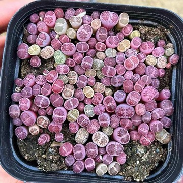 苔鑽🍀紫李夫人生石花 紫貝殼 紫色系/植株約0.8-1.6公分/多肉植物/觀葉植物/塊根/辦公室小物/家庭植栽/可室內外