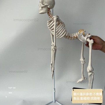 熱賣爆款 85釐米帶支架可旋轉人體骨骼人骨架脊椎可彎曲拆卸神經椎間盤血管