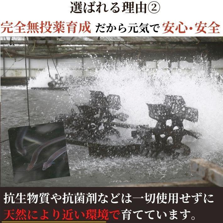 高知県産 うなぎ 蒲焼き 四万十川 仁淀川 食べ比べ 無投薬 国産  各1本  ギフト 贈答