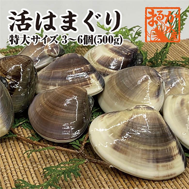 活はまぐり　特大サイズ 90ｇ〜140ｇ　3〜6個 　500ｇ分　国産　[はまぐり]