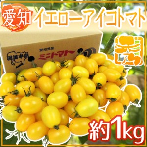 愛知県産 ”イエローアイコトマト” 秀品 約1kg