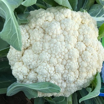 台灣現貨🥦青梗鬆花菜種子🥦 陽台盆栽可種 口感甜脆勝傳統 鬆爽花球 青梗營養 居家有機蔬菜 四季高產蔬菜種籽 新手易種