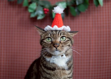 【聖誕限定系列】寵物帽子 貓咪/狗狗 聖誕帽