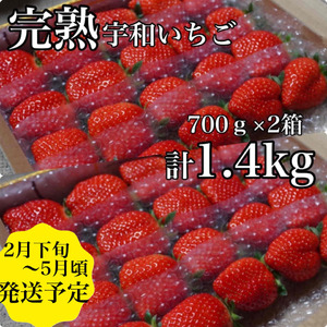 かんちゃん農園　大粒２箱（約1.4kg）　新鮮朝採り　宇和いちご