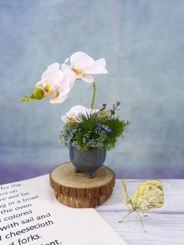 粉蝴蝶蘭日式陶盆香氛花禮/入厝禮/開幕/喬遷/送禮/植栽