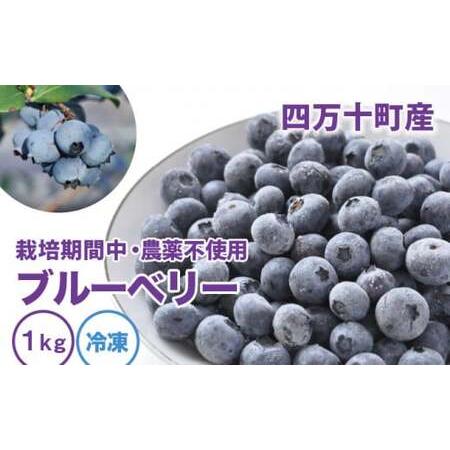 ふるさと納税 栽培期間中 農薬不使用ブルーベリー〈冷凍〉（1kg）／Qdr-91 高知県四万十町