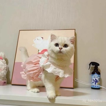 【限時特賣】寵物衣服  寵物搞怪衣服 [店鋪熱銷]夏季貓咪衣服寵物狗狗公主裙防掉毛小型犬可愛南瓜馬卡龍薄款英短