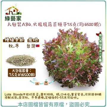 【綠藝家】大包裝A34.火鳳凰萵苣種子7.5克(約6500顆) 葉菜種子 蔬菜種子