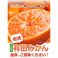 ＜先行予約＞家庭用　超熟有田みかん8kg 240g（傷み補償分） 池田鹿蔵農園@日高町（池田農園株式会社）《11月上旬-1月中旬頃より順次出荷》和歌山県 日高町