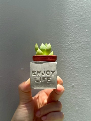 Enjoy Life~(享樂人生) 磁鐵多肉盆栽
