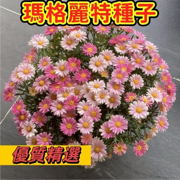 🌼【台灣現貨-隔日達】（瑪格麗特種子） 重瓣木茼蒿菊花種子糖果小雛菊稀有品種四季易活觀賞花海種子室內陽台盆栽地栽新手好養