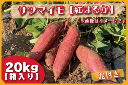 BZ-34 2023年度産約20kg箱入りサツマイモ（紅はるか）