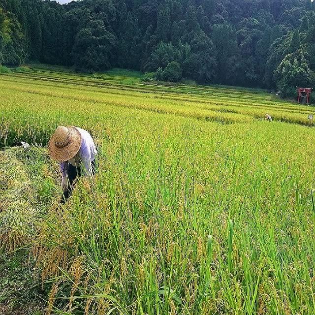  千葉県産 白米 粒すけ ５kg 令和4年産