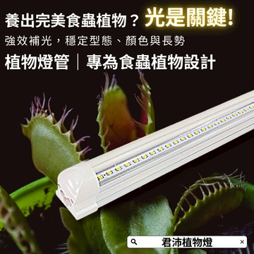 【君沛】3號顯色光譜 T8植物燈管 食蟲植物推薦 捕蠅草 毛膏菜顯色 抑制徒長 室內燈養首選 桌上型專業生長燈