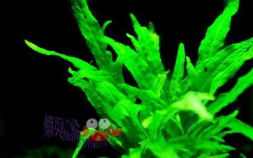 蝦兵蟹將 水草造景 十字鐵皇冠 單盆 中景草後景草蕨類植物陰性水草盆草入門級初學者 Yahoo奇摩拍賣 Line購物