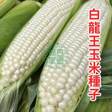 蝦皮熱銷 【優選白龍王玉米種子】雪白水果玉米 生吃級超甜 皮薄爆汁 家庭農園 陽臺盆栽可種 非基改 自種最安心